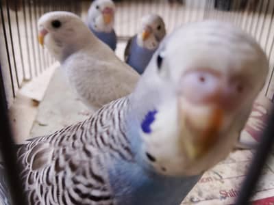 BUDGIES BAJRI