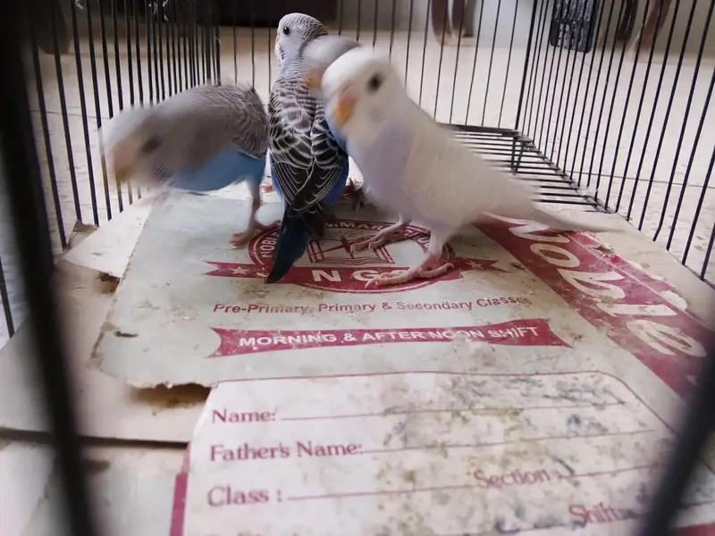 BUDGIES BAJRI — photo 3