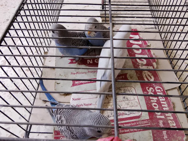 BUDGIES BAJRI — photo 5