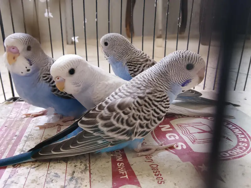 BUDGIES BAJRI — photo 6