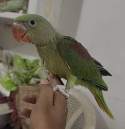 Kashmiri Pahari chick