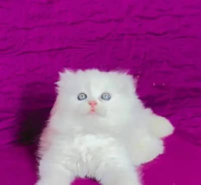 (Persian female kitten) (for sale all) (Pakistan delivery available)