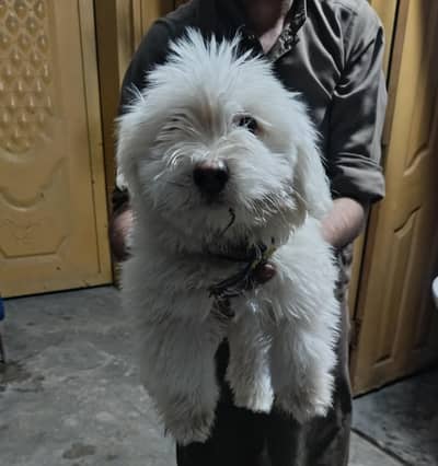 1 White russian/maltese female puppy