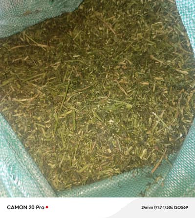 dry lousan
