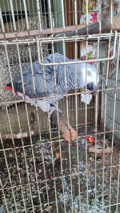 Talking Gray Parrot + Big Cage