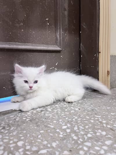 TURKISH ANGORA KITTEN!!!