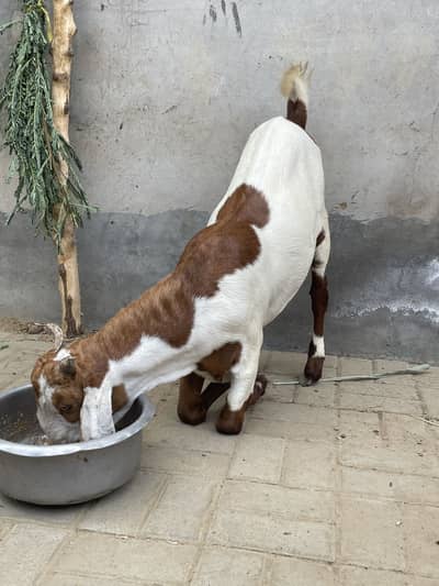 Desi bakra