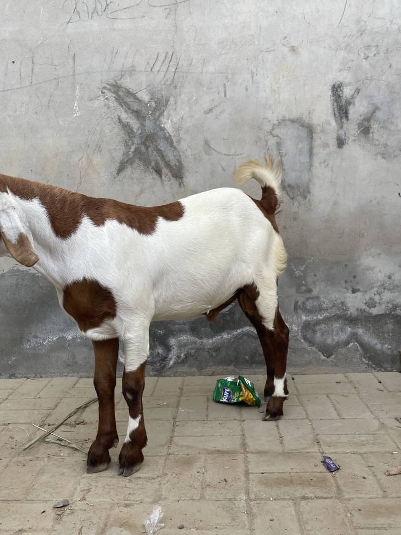 Desi bakra 1