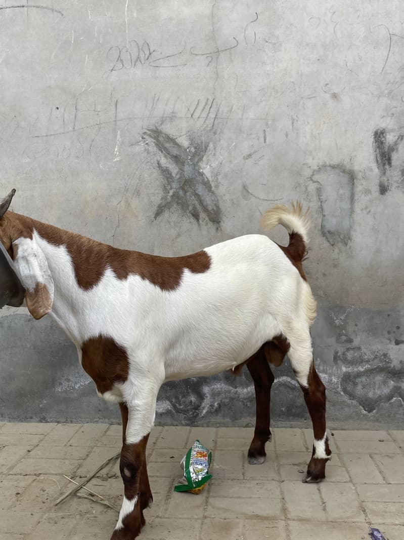 Desi bakra 2
