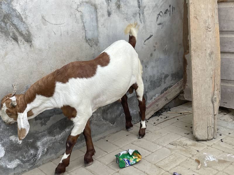 Desi bakra 3