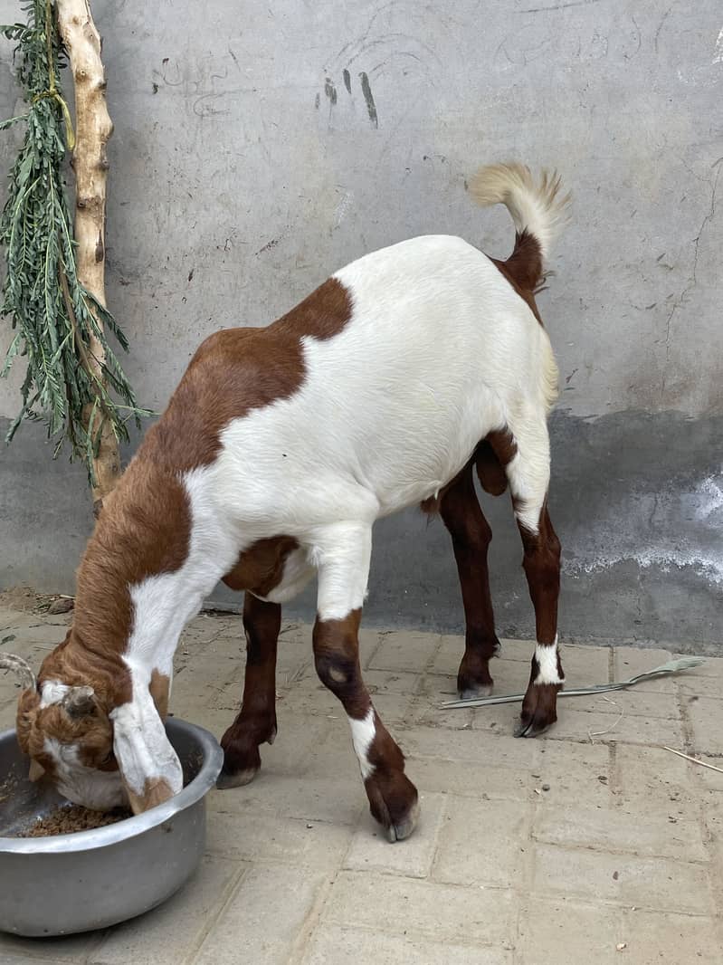 Desi bakra 4