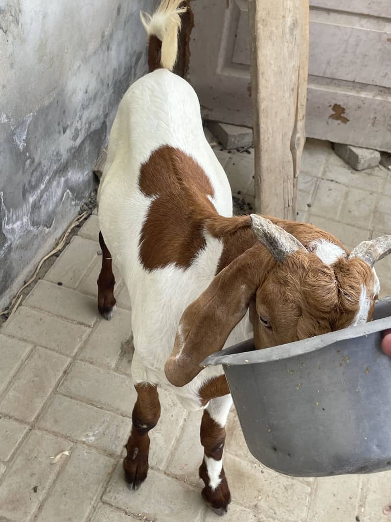 Desi bakra 5