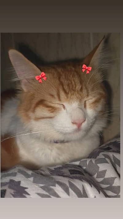 Persian neutered male cat