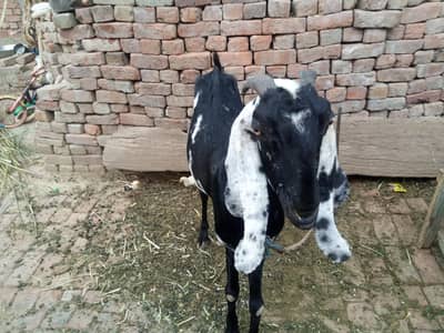breed amritsari