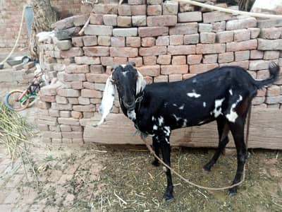 breed amritsari