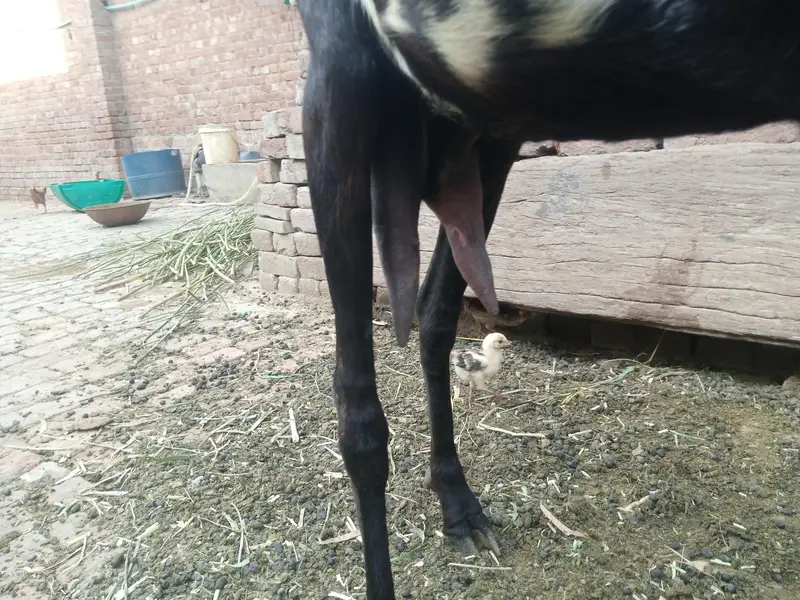 breed amritsari — photo 3