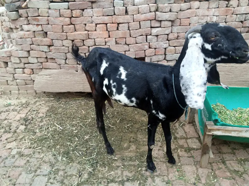 breed amritsari — photo 4
