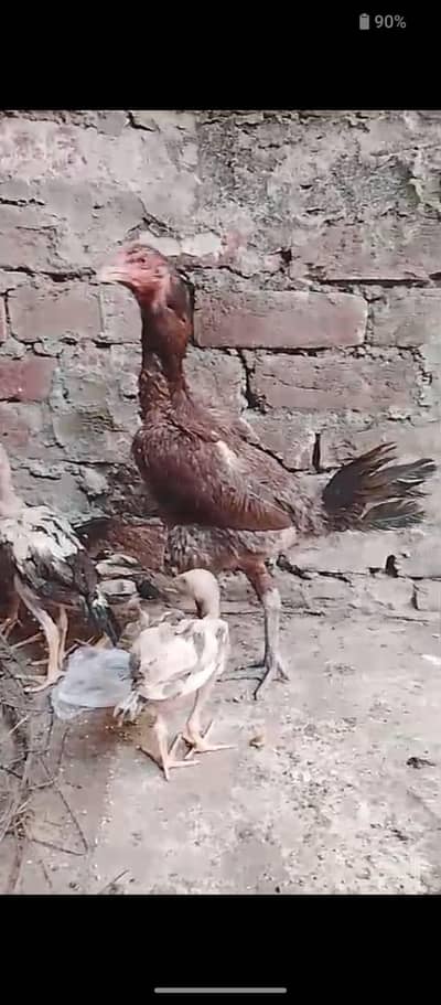 aseel high quality birds