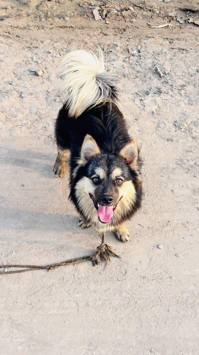 Black russian male dog|triple coat