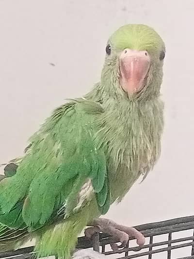 2 Mithu Desi parrot   Chicks