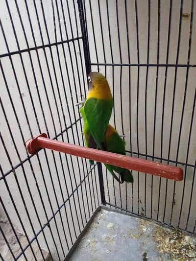 Black Mask Yellow Chest Breeder Pair
