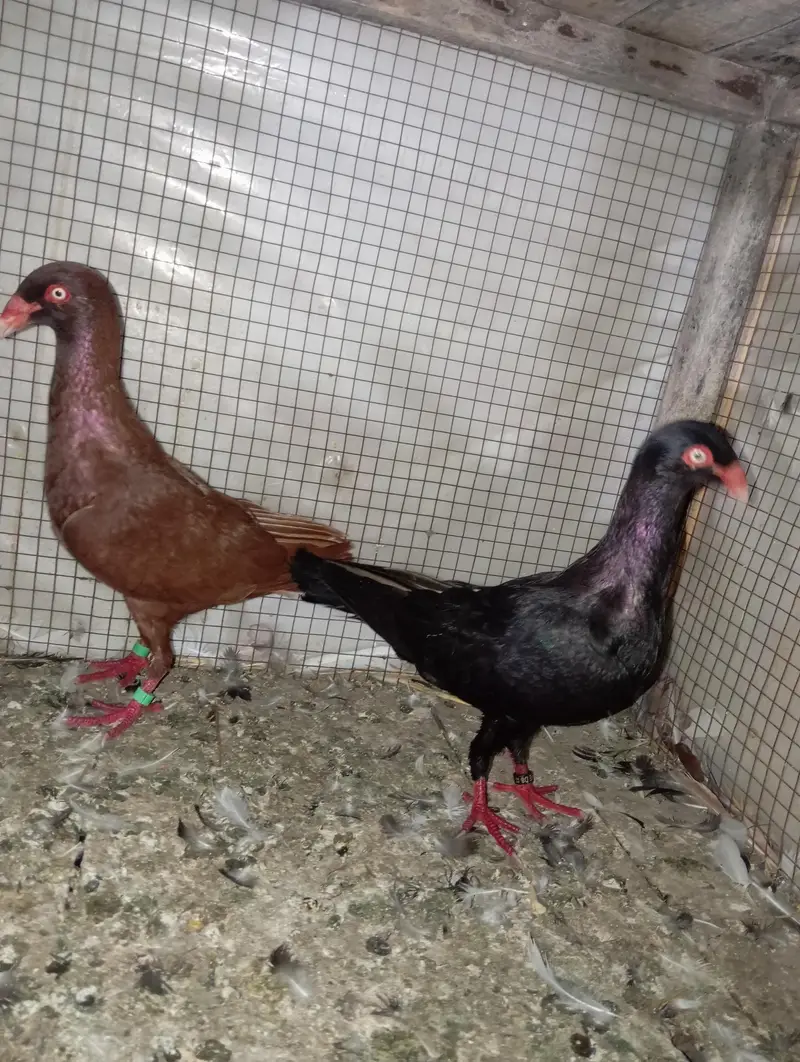 pigeon Danish pair 03106442260