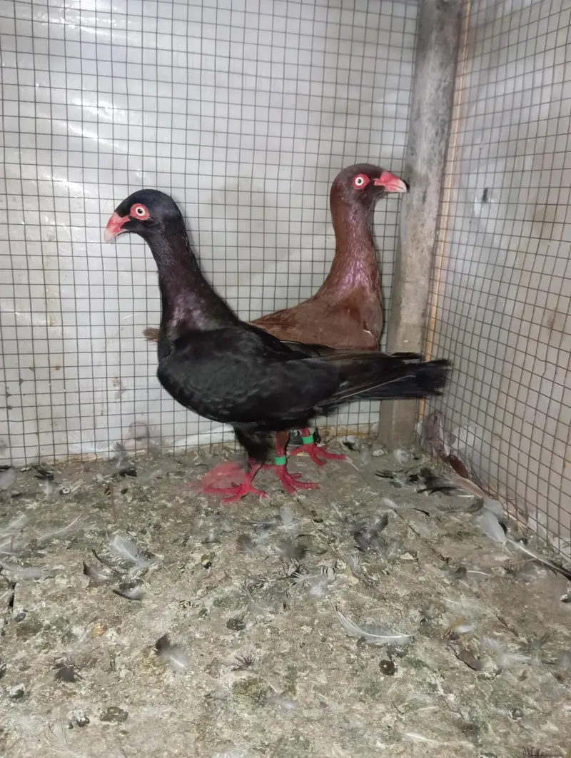 pigeon Danish pair 03106442260 — photo 2