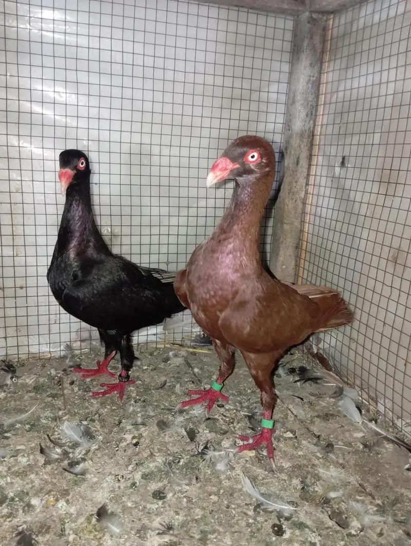 pigeon Danish pair 03106442260 — photo 3
