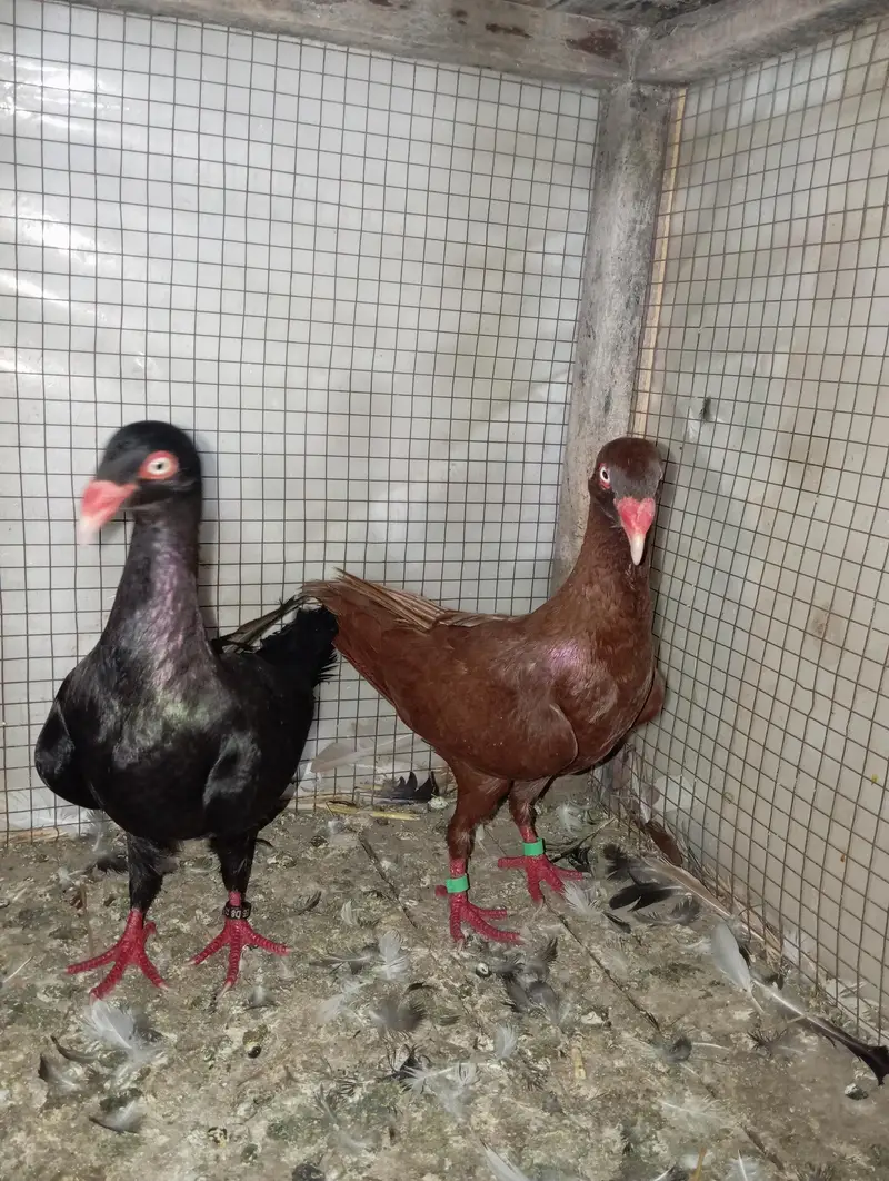 pigeon Danish pair 03106442260 — photo 4
