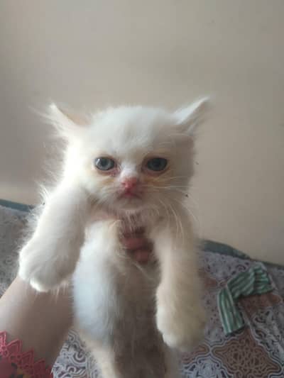 persian kitten