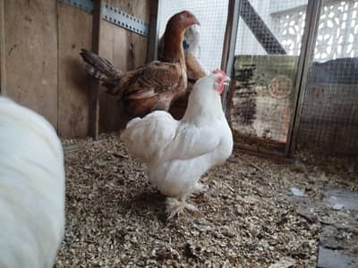Bantam abreeder Pair + 1 aseel female