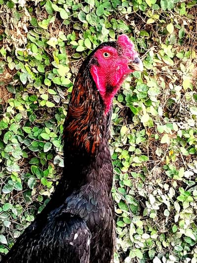 German O Shamo Original Breed