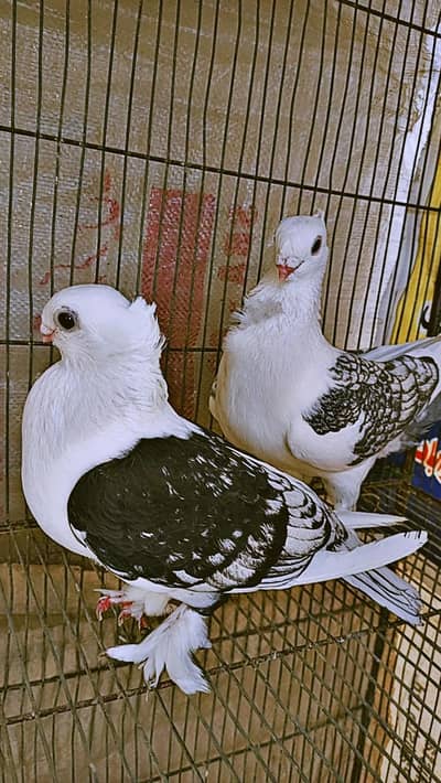 fancy pigeon