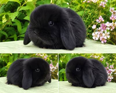 Holland Lop bunnies