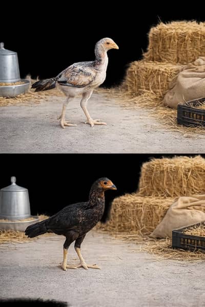 Aseel Breed Chicken Pair for Sale