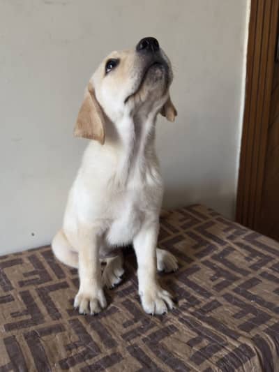 Top Quality Pedigreed Female Labrador Pup