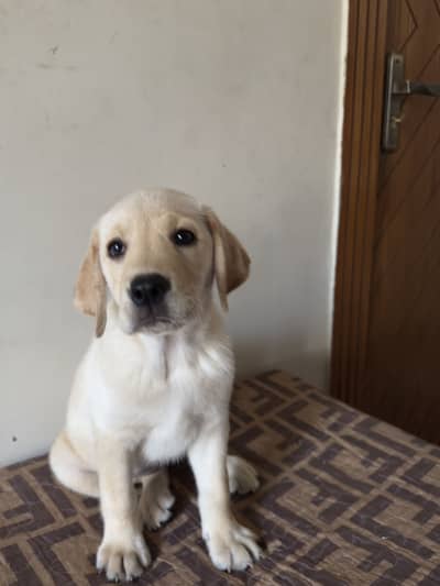 Pedigreed Female Labrador Pup
