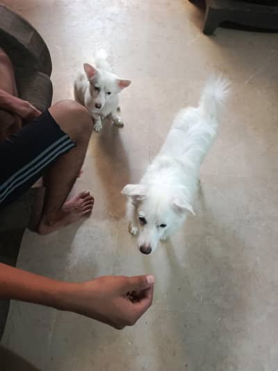 Russian Samoyed