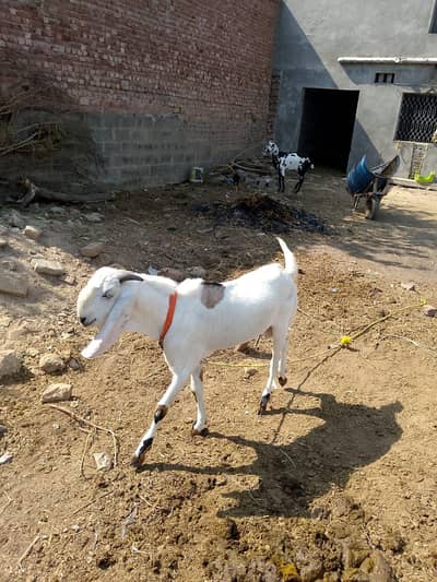 Desi Bakra hai