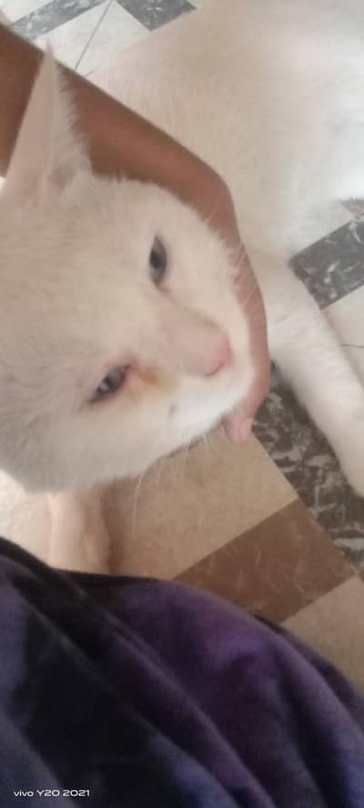 50 % Persian and 50% normal cat