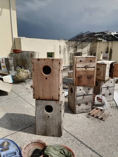love bird box available
