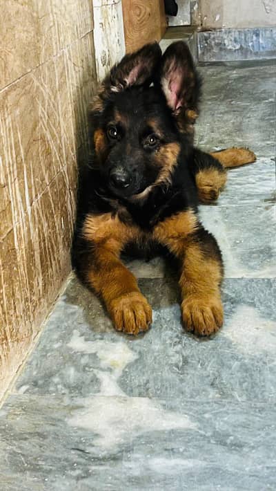 German shepherd male pup