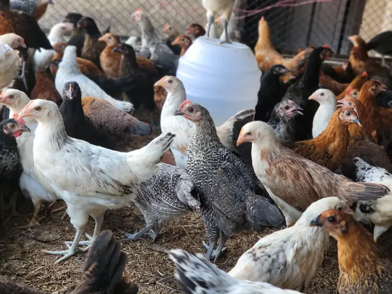 Golden Misri Hens |Golden Misri Chicks | Eggs| Birds | Meat — photo 7
