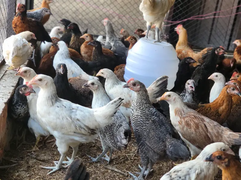 Golden Misri Hens |Golden Misri Chicks | Eggs| Birds | Meat — photo 8