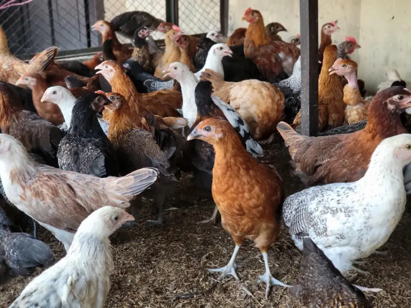 Golden Misri Hens |Golden Misri Chicks | Eggs| Birds | Meat — photo 9