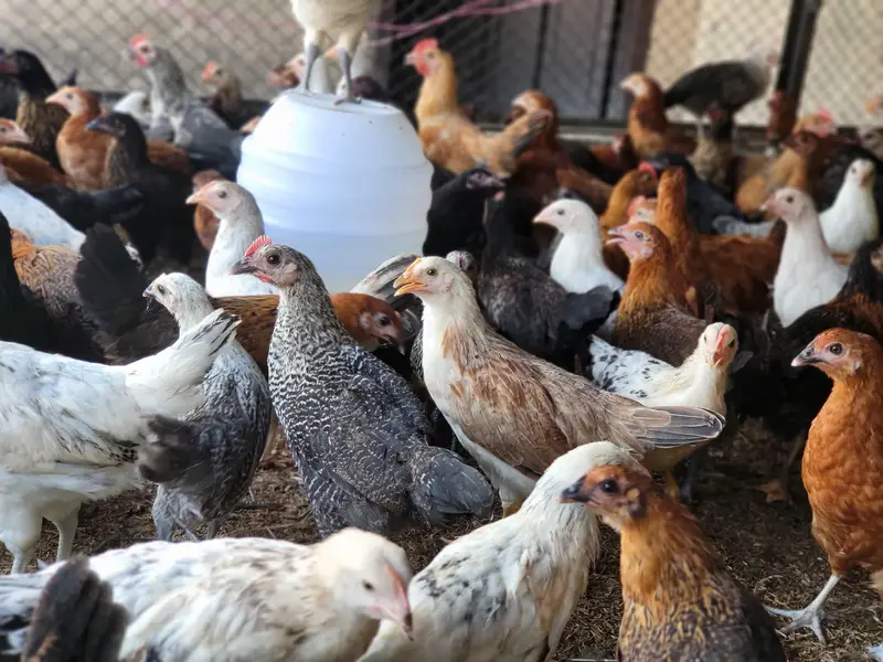 Golden Misri Hens |Golden Misri Chicks | Eggs| Birds | Meat — photo 10