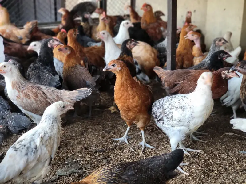 Golden Misri Hens |Golden Misri Chicks | Eggs| Birds | Meat — photo 11