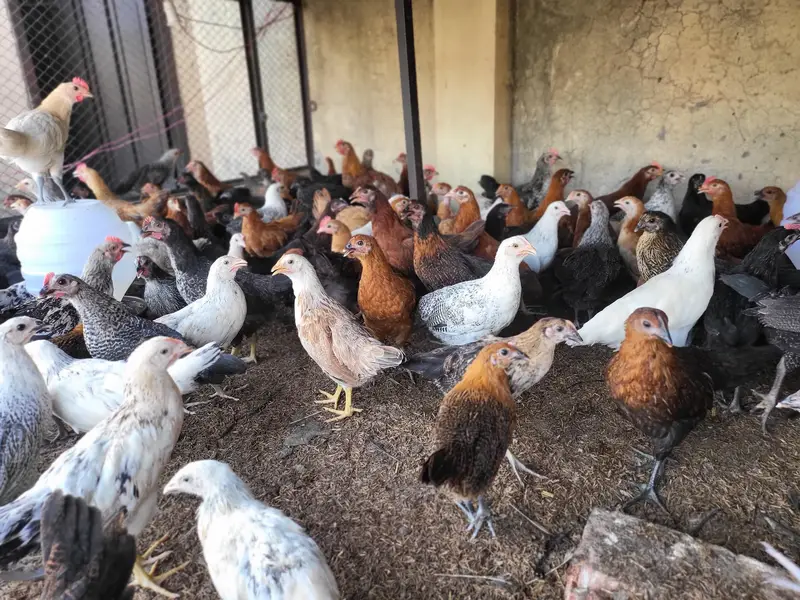Golden Misri Hens |Golden Misri Chicks | Eggs| Birds | Meat — photo 12