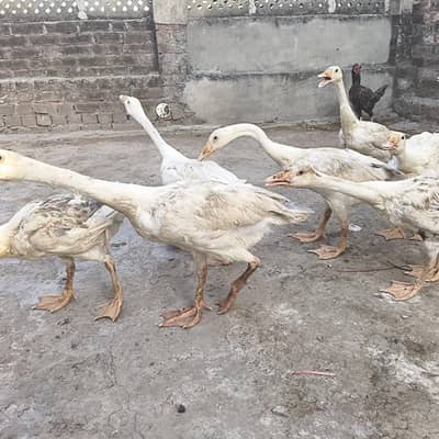 Big ducks for sale