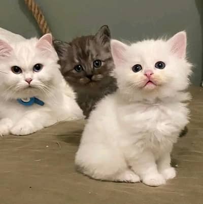 Cat | Persian | kittens | Blue Eyes | O348O29O146 | WA kro